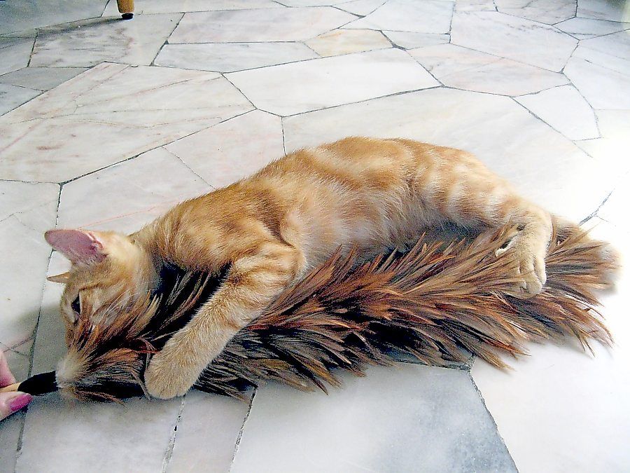 Kitten target with his first feather duster.