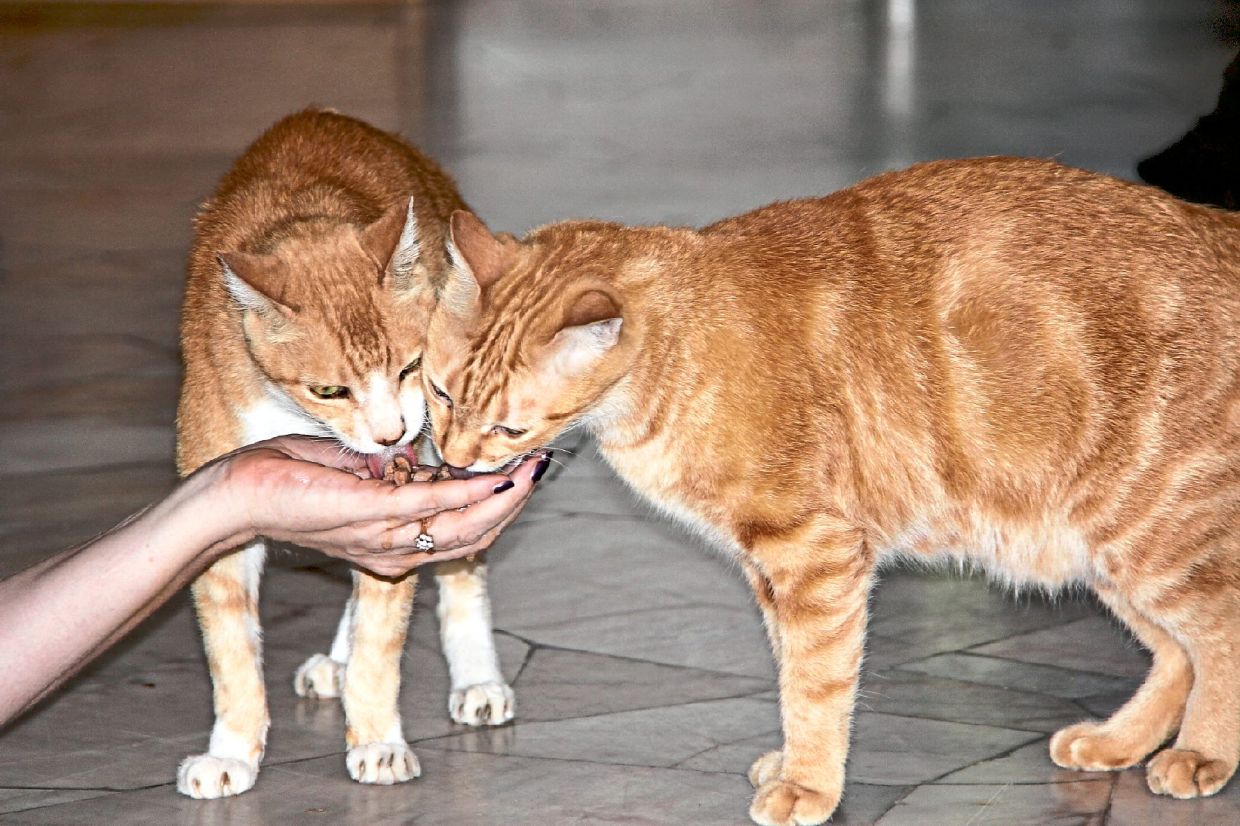 Senior cat Au (left) letting kitten Target steal some snacks.