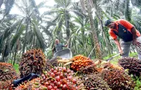 Funding a more sustainable palm oil sector