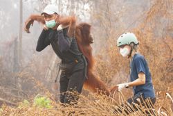 Wildfires threaten Indonesia's orangutans as rescuers find injured animals