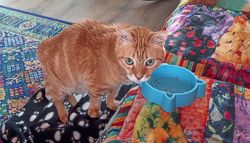 Katz Tales: Our beloved orange cat Target turns 19!