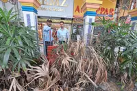 CCTV catches curry dumping in Little India