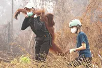 Orang utan find safe haven