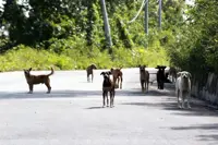 Seven-year-old boy injured in stray dog attack in Lima Kedai, Johor
