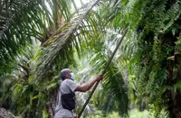 Minimum wage hike damper for planters 