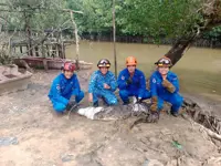 100kg crocodile caught in villagers' fishing net in Kota Marudu