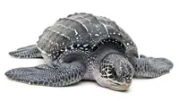 Green turtle carcass found at Kerteh beach