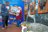 Turtle births rebounding, Pulau Tinggi records highest hatchlings