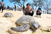 Turtles back home after smuggling attempt