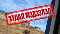 AI-generated bear images and hoax emergency calls on the rise in Mongolia