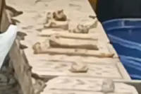 Chinese man arrested after fabricating rooftop child grave hoax above residential flat