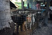 Siem Reap dog meat ban: NGO urges stronger enforcement