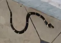 Spitting cobra found at Tawau Airport office during emergency exercise