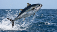 Pacific bluefin tuna confirmed in waters off southern Australia