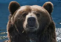 Russia cracks down on AI bears as real attacks spread fear