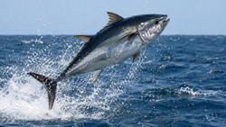 Pacific bluefin tuna confirmed in waters off southern Australia