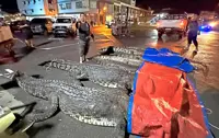 Nine crocodiles caught in two days