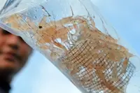 Jakarta bans lobster larvae exports for good