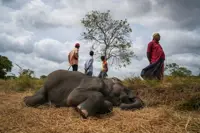In Sri Lanka, human-elephant conflict takes deadly toll