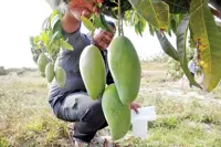 Cambodia's key fruit exports jump 16.4% in Jan.-Sept