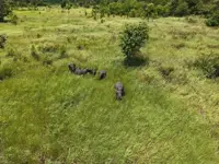 Authorities track wild elephants after child’s death in Cambodia