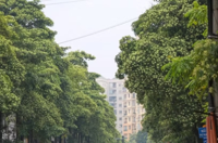 Hanoi weighs relocating milk flower trees after complaints over strong scent