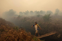 Two Singapore-listed palm oil firms named in Greenpeace report on Indonesian plantation fires