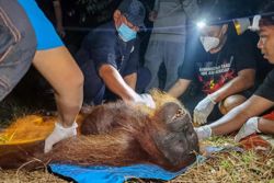 Indonesia rescues starved orangutan from fires: officials