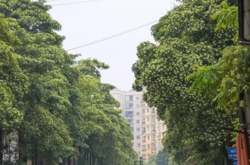 Hanoi weighs relocating milk flower trees after complaints over strong scent
