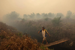 Two Singapore-listed palm oil firms named in Greenpeace report on Indonesian plantation fires