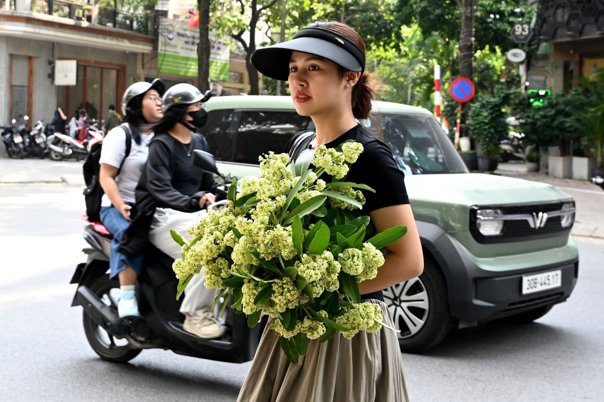 A woman holds branches of milkwood trees on a street in Hanoi on Friday, October 16, 2026. The star-shaped white blossoms of Hanoi's milkwood trees have inspired songwriters and lovers, but city authorities began cutting them back Friday after an outcry from residents over their overpowering fragrance. -- Photo by Nhac NGUYEN / AFP