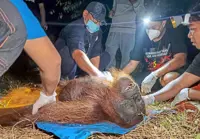 Starving orang utan rescued from razed forest