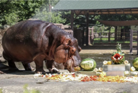 South Korea’s oldest hippo, Hasun, dies at 46