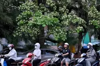 'Under attack' from fragrance, Hanoi prunes its famous blossoms