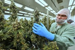 Medical marijuana failing to help against insomnia