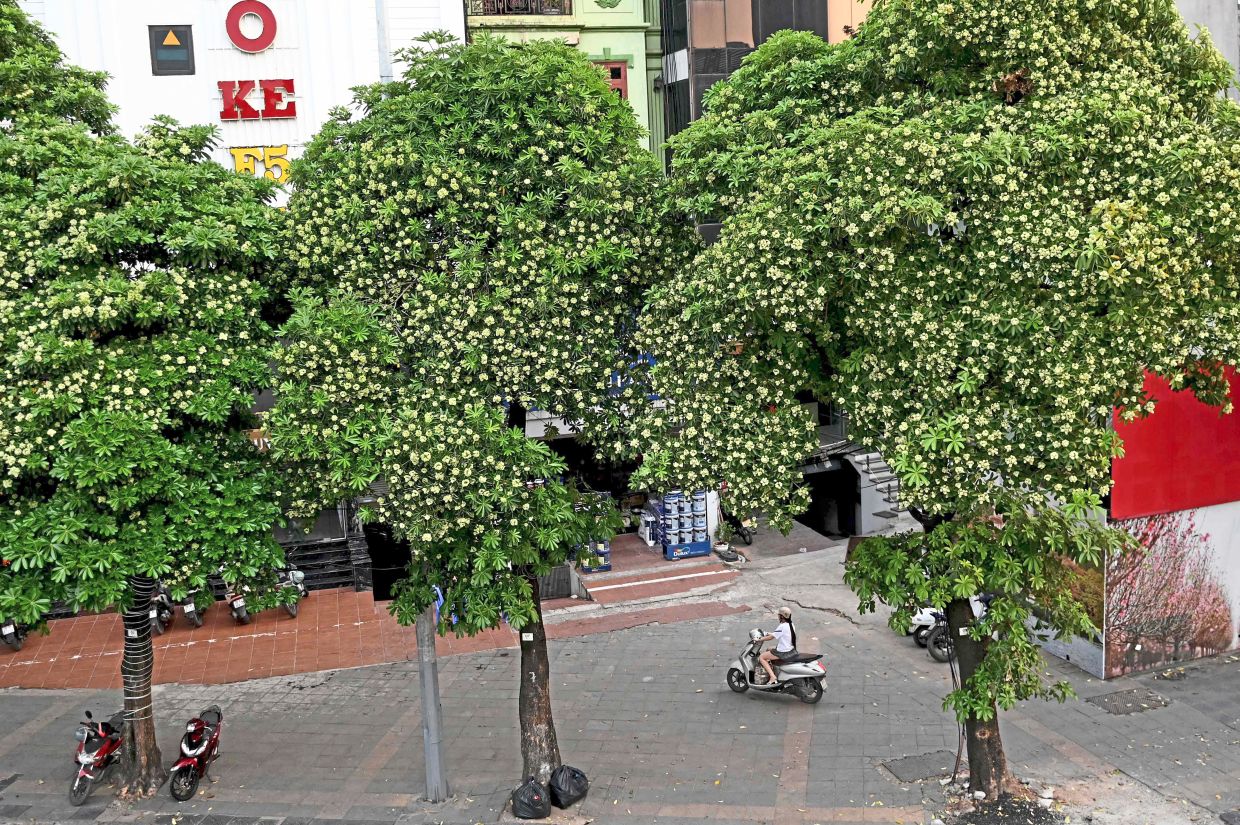 Overwhelmed Hanoi prunes famous blossoms