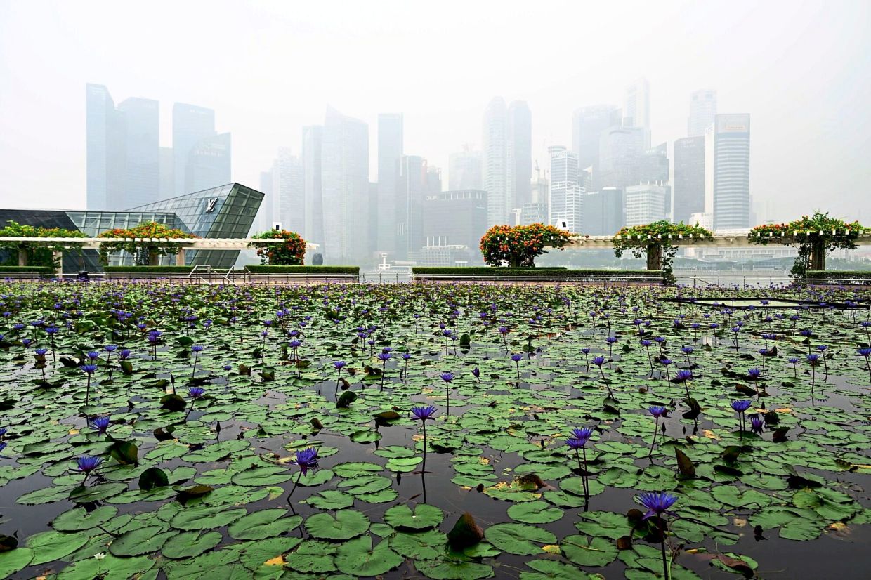 Commercial buildings shrouded in haze in Singapore’s central business district. — Agencies