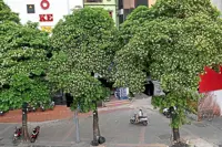 Overwhelmed Hanoi prunes famous blossoms