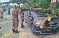Man cheats death after falling tree crushes car in Kuala Kangsar