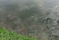 Over 1,800kg of invasive fish hauled from Ampang Hilir Lake Park