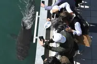 More than 1.5 million flock to see Busan’s famous shark