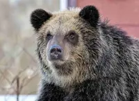 Man seriously injured in Japan's Akita Prefecture with wife reporting bear attack