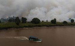 Firefighters and villagers join forces to protect Sumatran elephants as wildfires spread