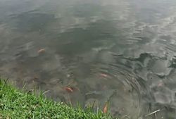 Over 1,800kg of invasive fish hauled from Ampang Hilir Lake Park