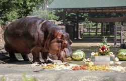 South Korea’s oldest hippo, Hasun, dies aged 46