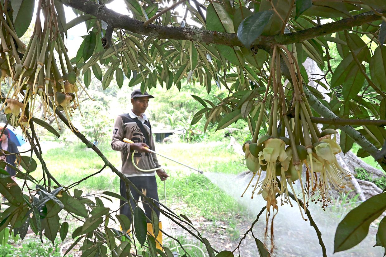 A worker watering a budding durian tree on a farm in Penang. — CHAN BOON KAI/The Star