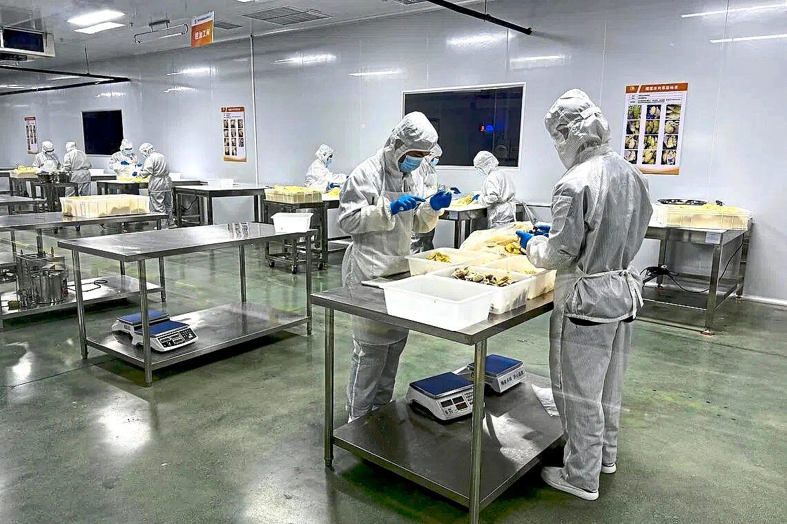 Workers extracting durian flesh at Guan Liu Xiang’sfactory in Pingxiang.
