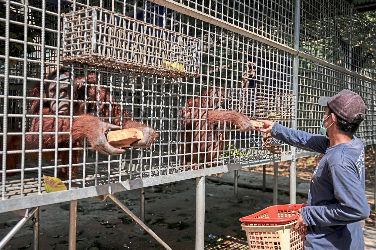 No going hungry: Evacuated orang utans receiving food from an animal keeper at the Yiari rehabilitation facility in Ketapang Regency, West Kalimantan. — Reuters