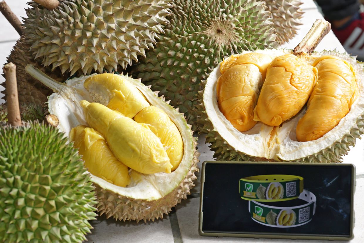 Musang King and Black Thorn (pictured here) are prized for their distinctive flavour and creamy texture. — CHAN BOON KAI/The Star