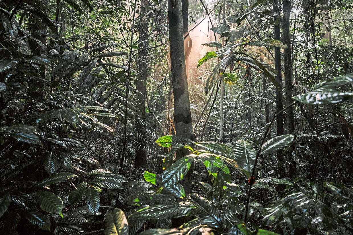 A primary forest scene located in the northeast of Greater Kuala Lumpur. Photo: Ian Teh